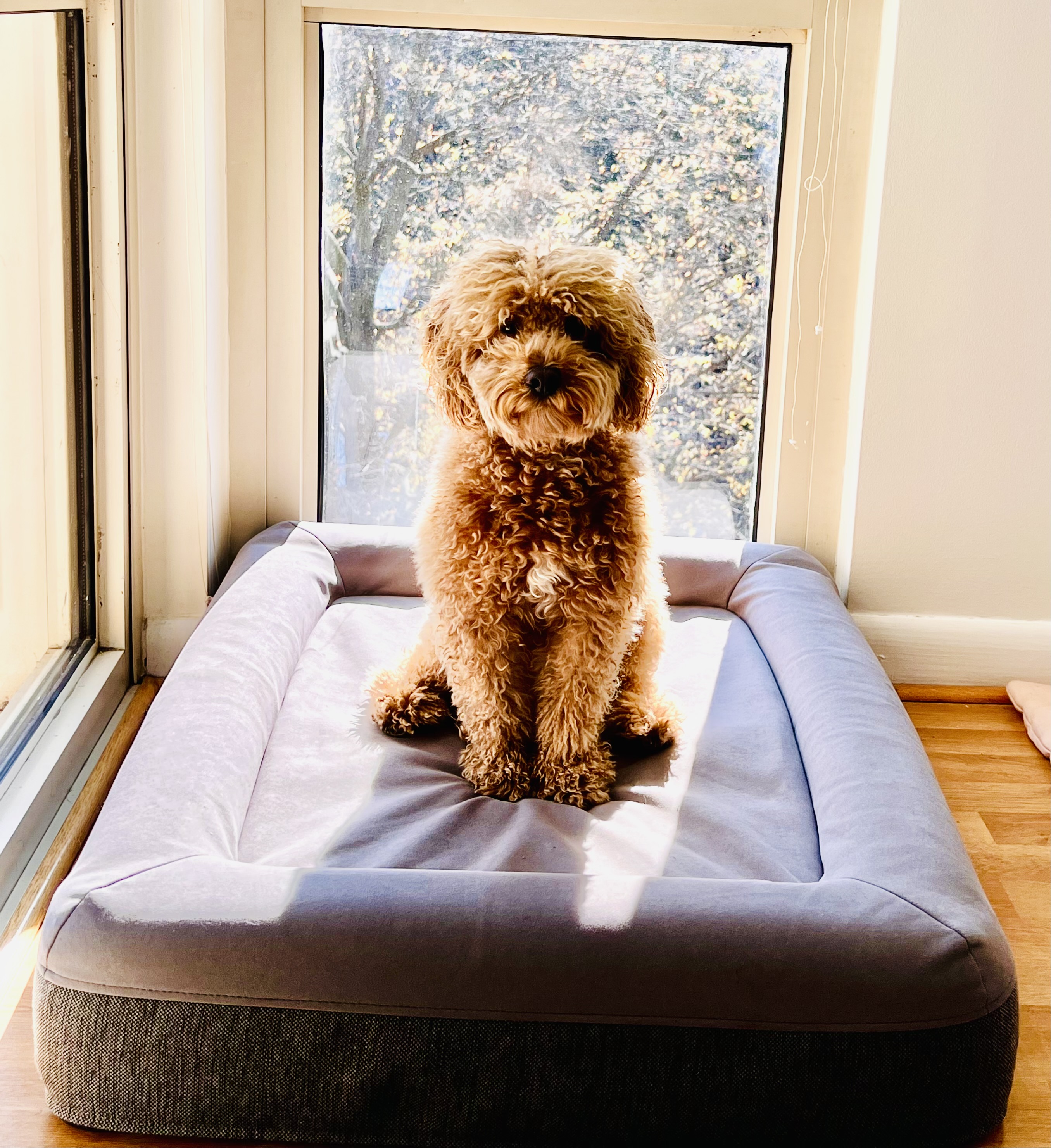Small curly-haired dog sitting on a bed in front of a sunlit window.