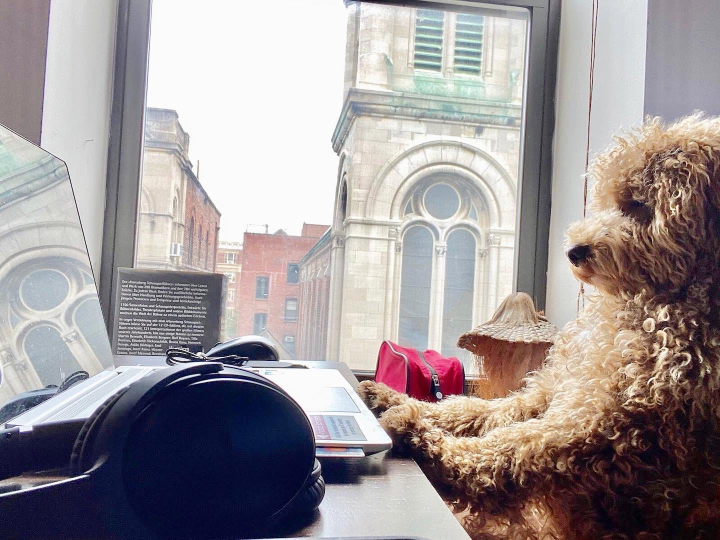 Small curly-haired dog sitting beside a laptop and headphones, looking out a window.