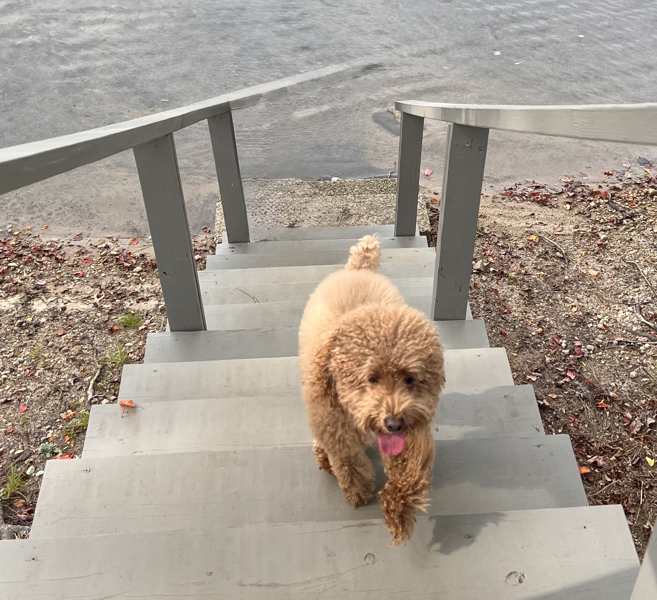 Small curly-haired dog walking up outdoor steps.