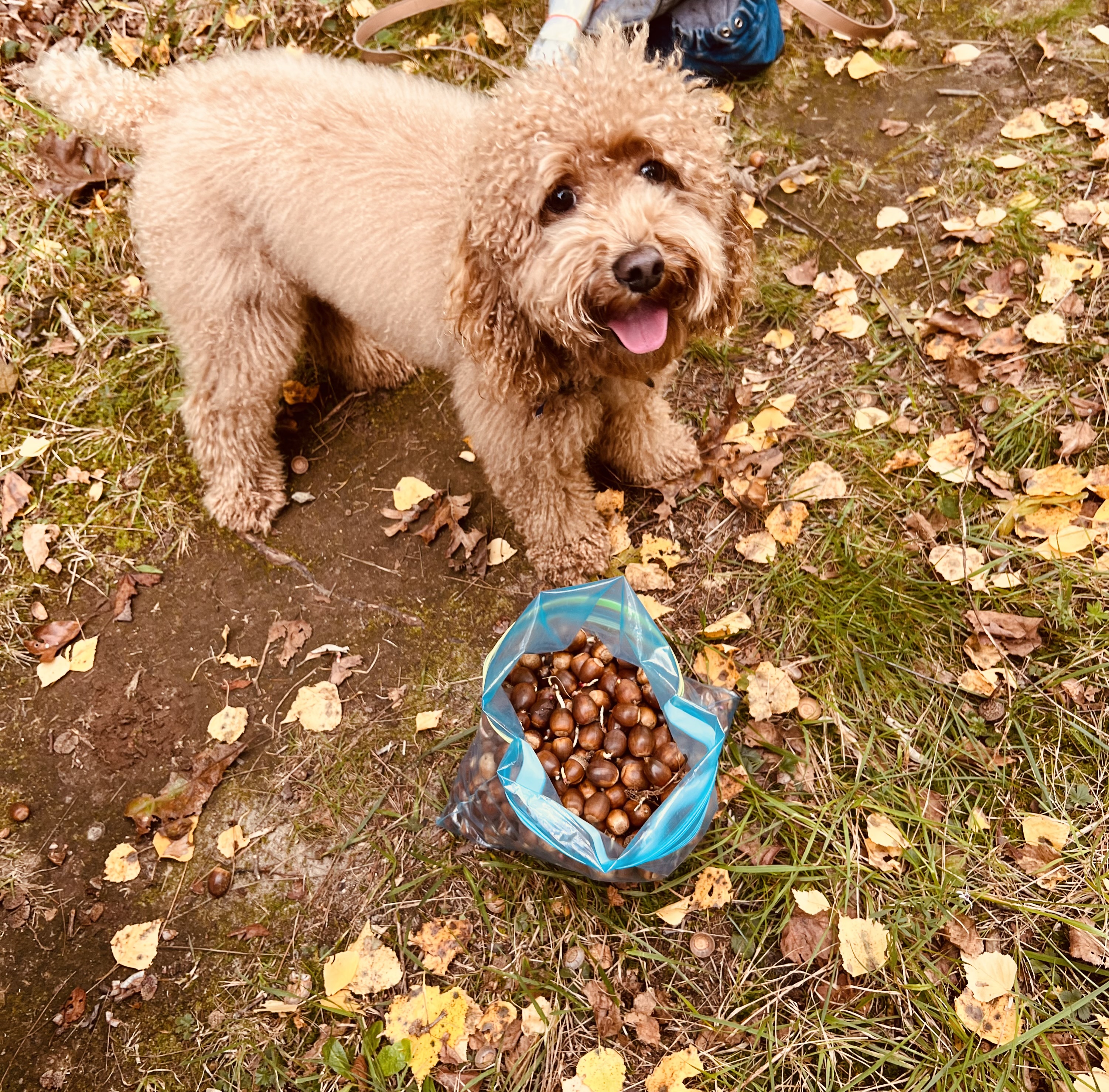 Small curly-haired dog standing beside a bag of chestnuts on the ground.