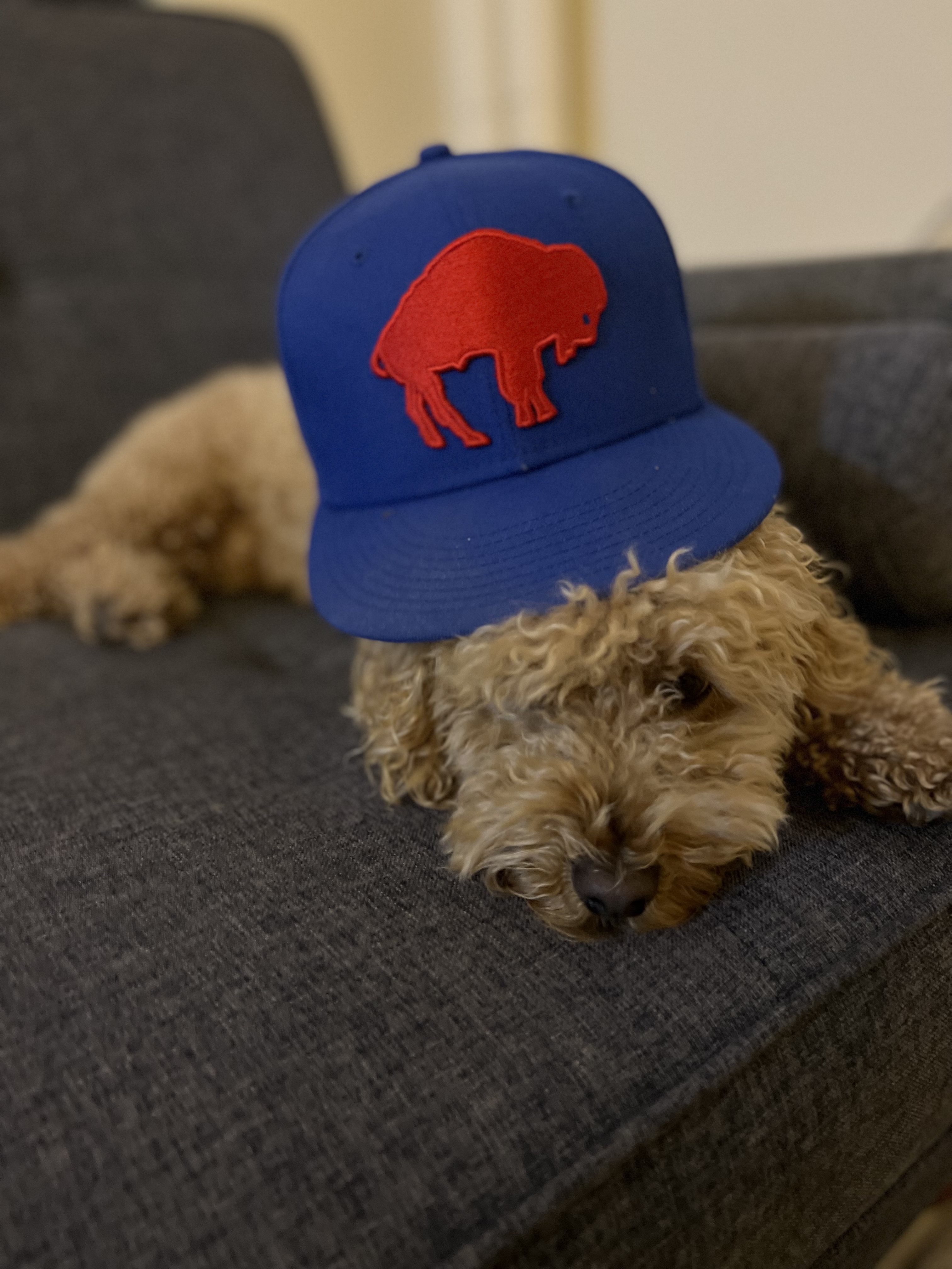 Small curly-haired dog resting on a couch while wearing a blue hat.