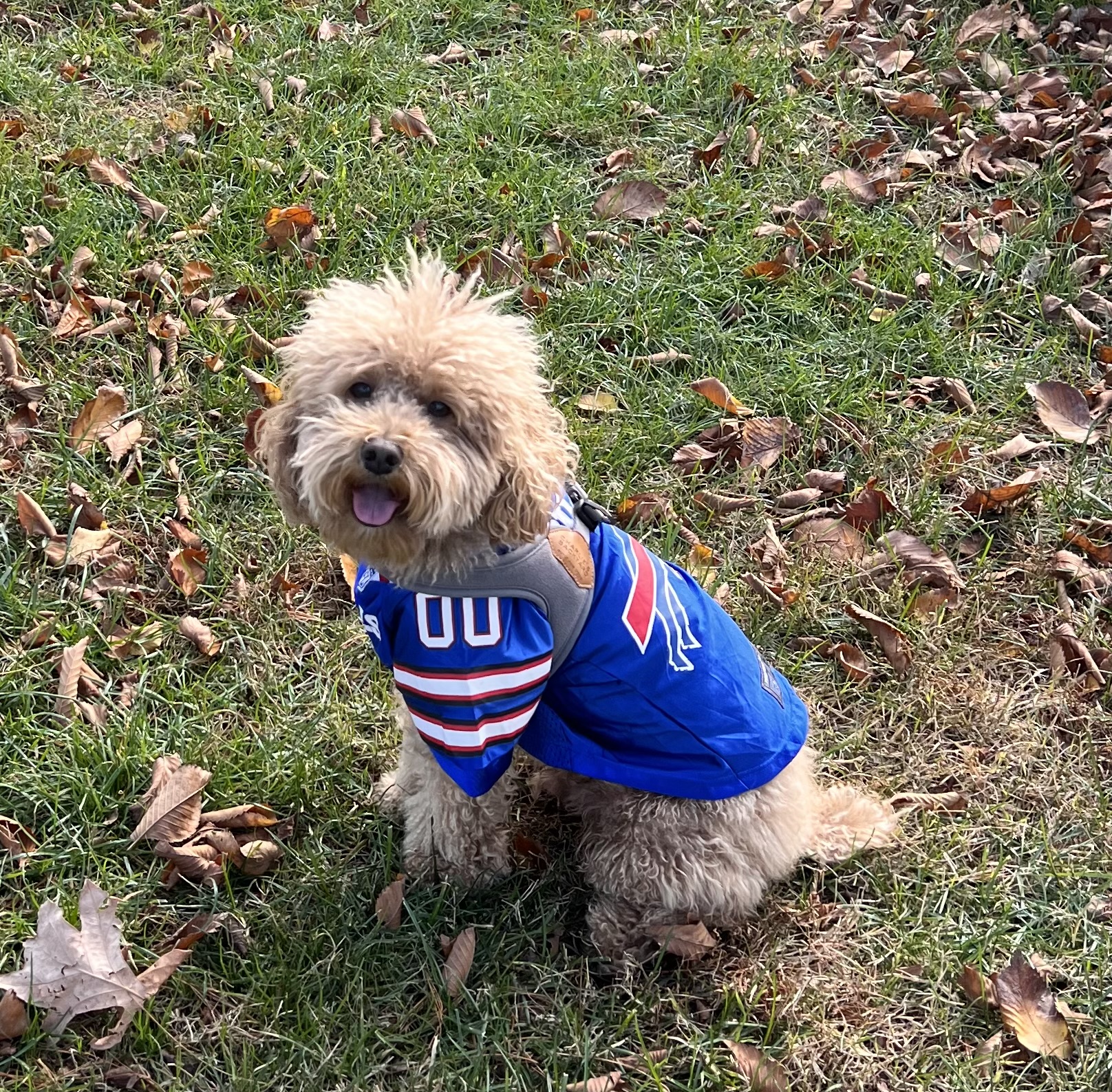 Small curly-haired dog sitting on grass wearing a blue football jersey.