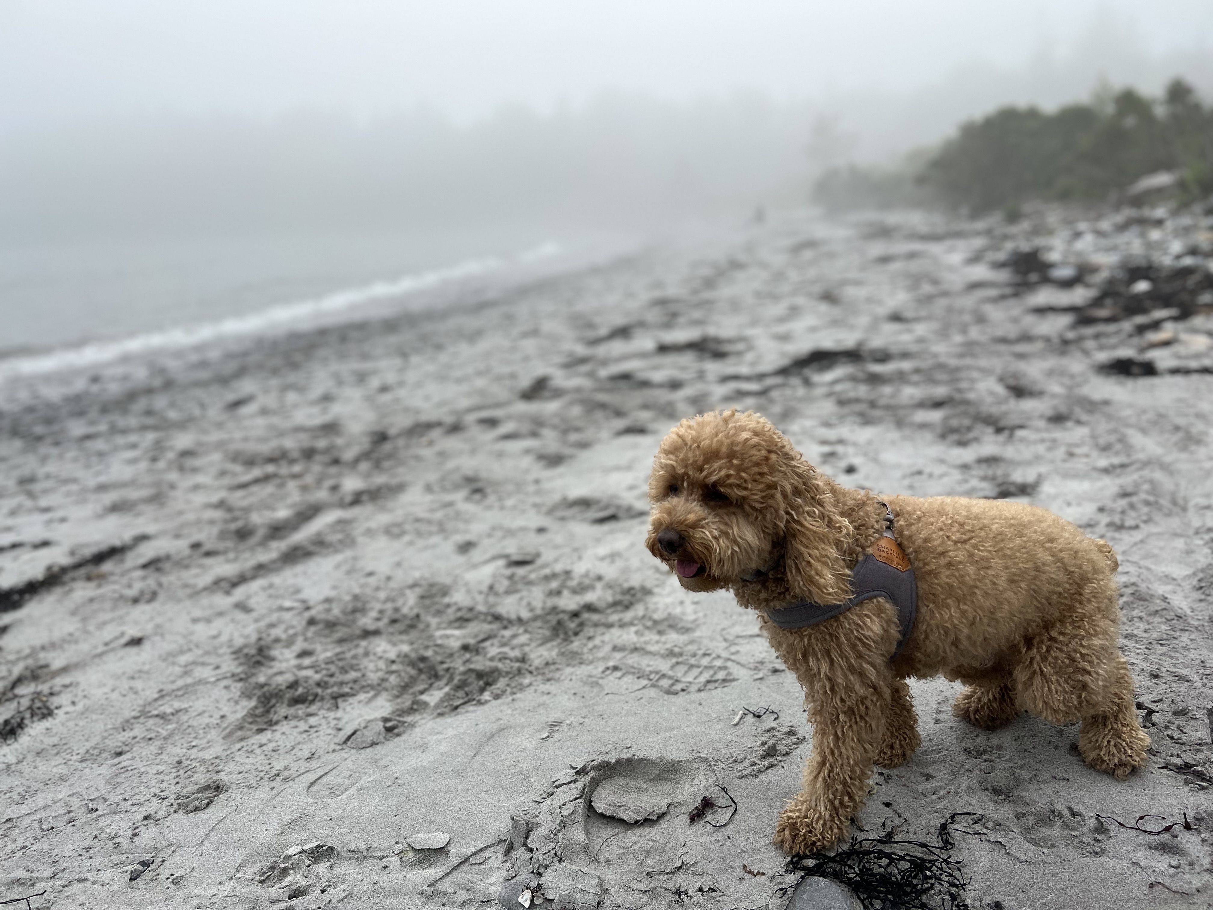 Small curly-haired dog standing on a foggy beach.