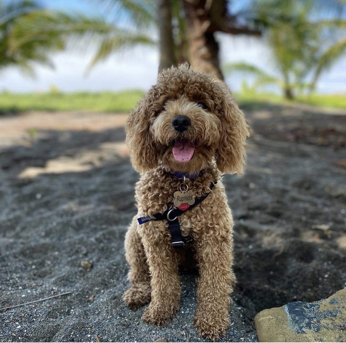 Small curly-haired dog sitting on a beach with palm trees in the background.