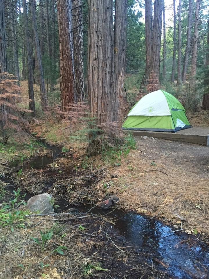 Green tent pitched among tall forest trees beside a small stream.
