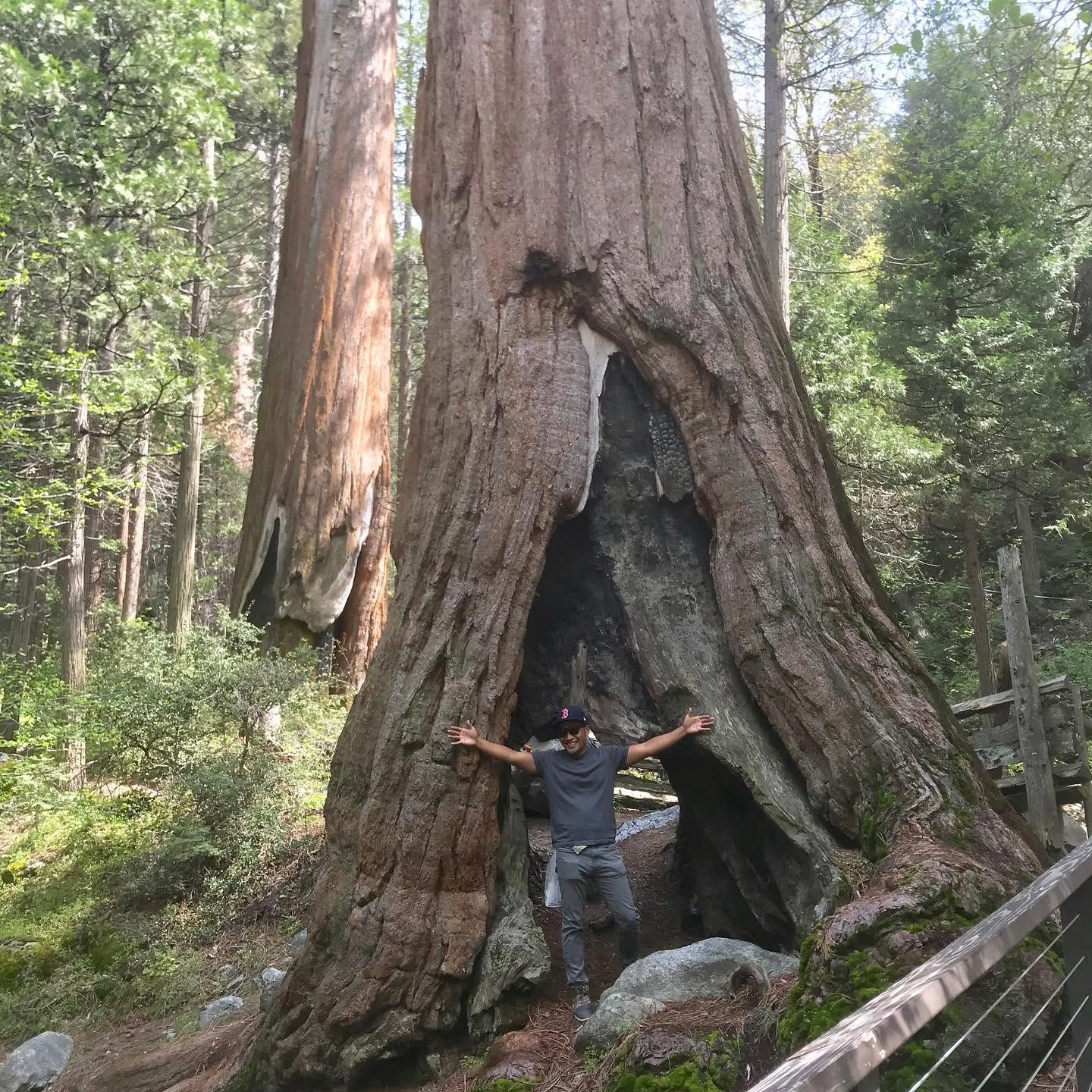 Person standing inside the opening of a massive tree in a forest.