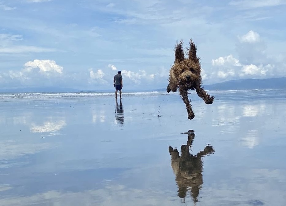 A curly-haired dog bounding across reflective wet sand on a beach, with a person and the horizon in the distance.