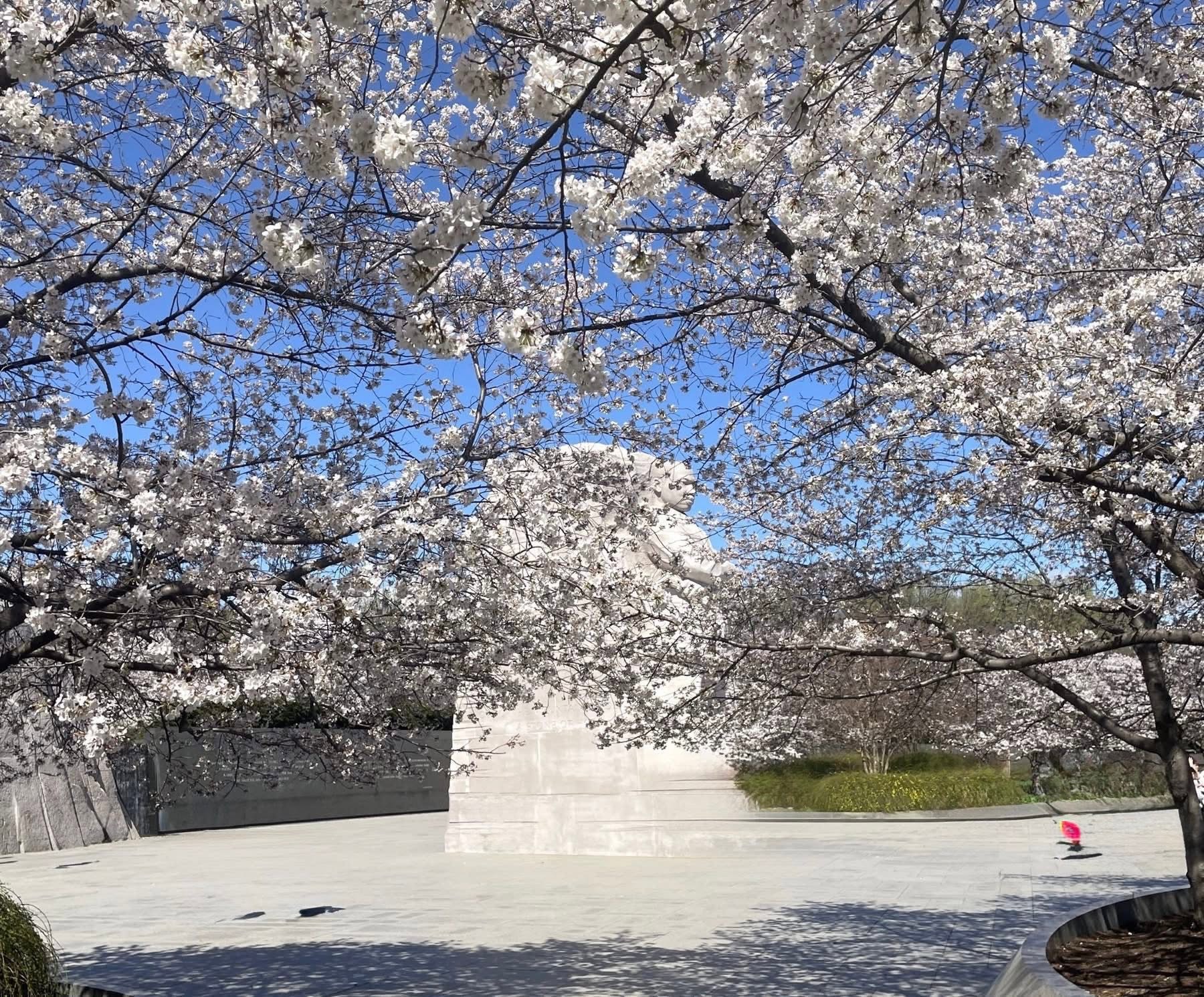Cherry blossoms surrounding a memorial under a blue sky.
