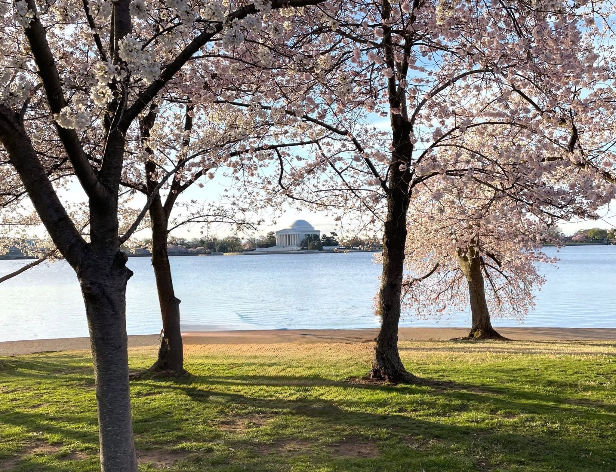 Cherry blossoms framing the Jefferson Memorial across the water.