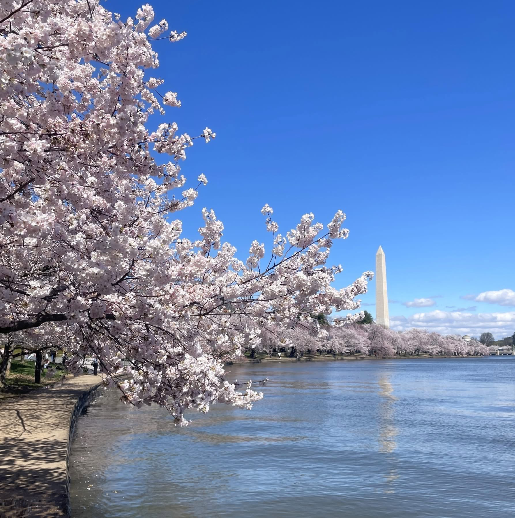 Cherry blossoms framing the Washington Monument across the Tidal Basin.