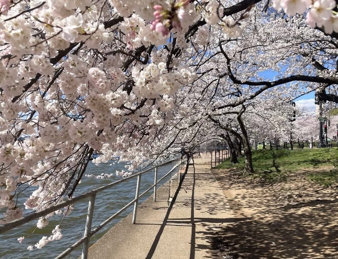 Cherry blossom trees lining a waterfront path.