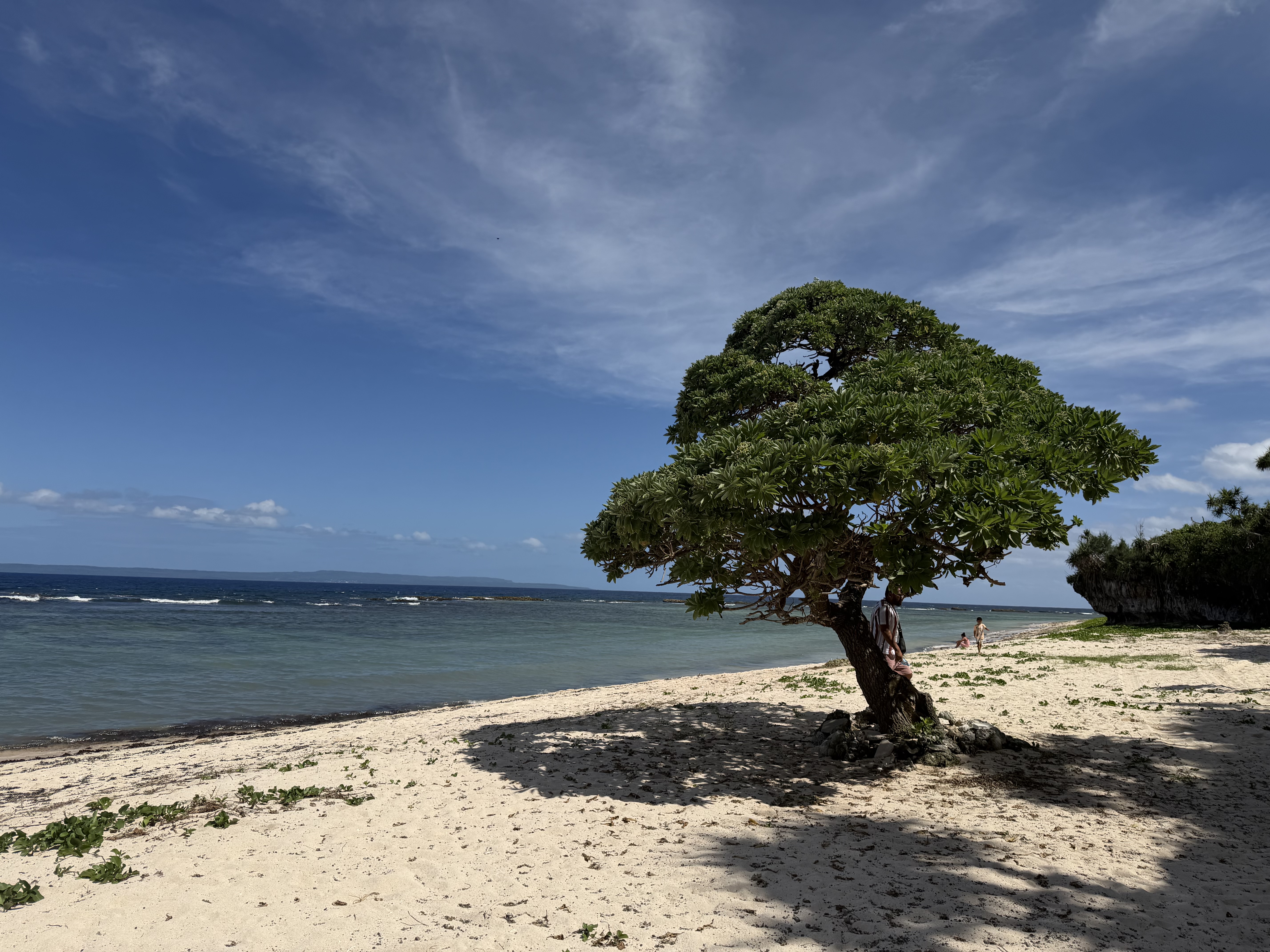 A broad shade tree on a quiet white-sand beach beside calm ocean water.