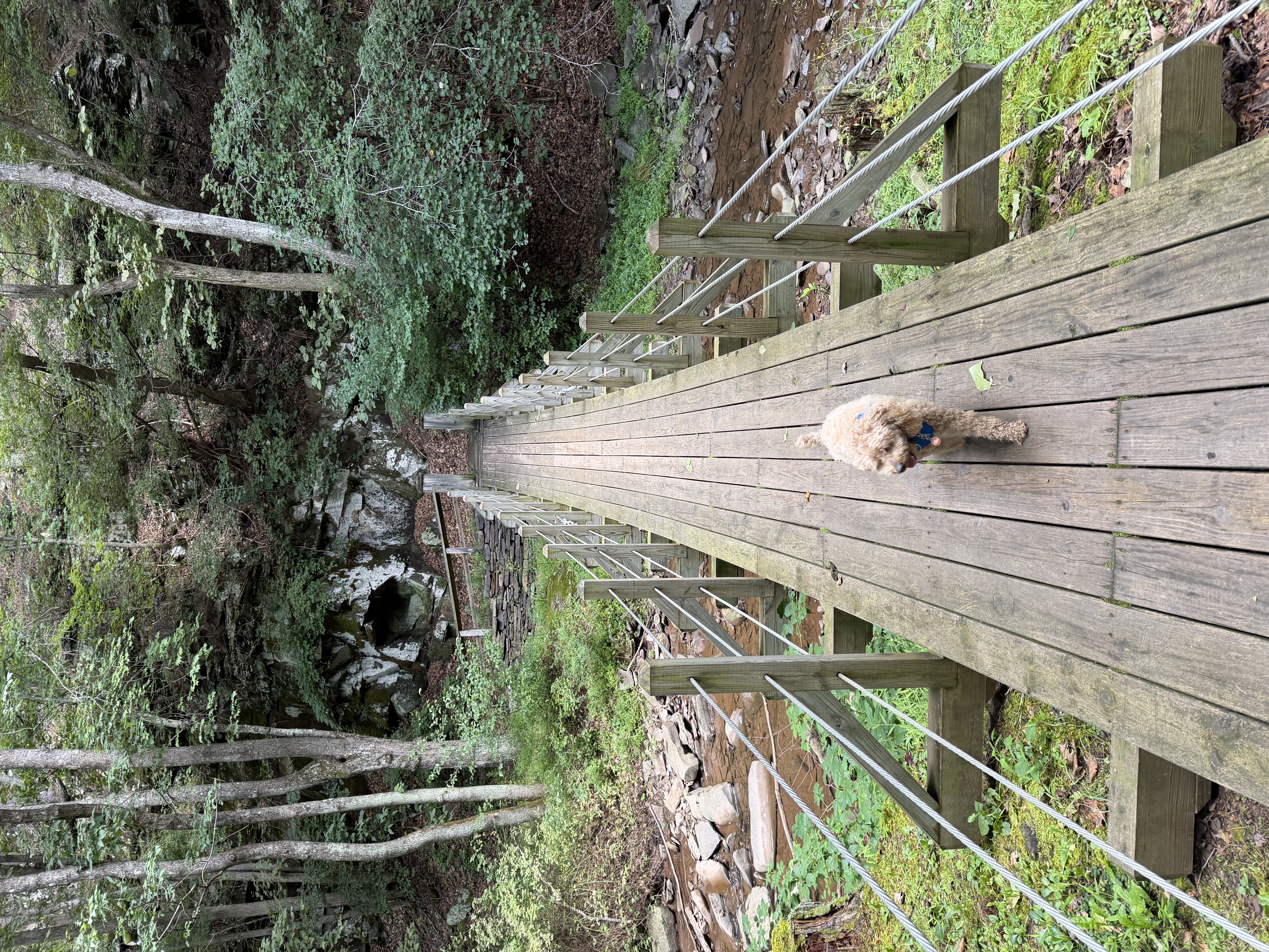 A dog walking across a wooden footbridge through a green West Virginia forest.